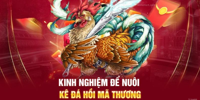 Một vài kinh nghiệm nuôi kê đá hồi mã thương